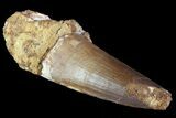 Spinosaurus Tooth - Real Dinosaur Tooth #70067-1